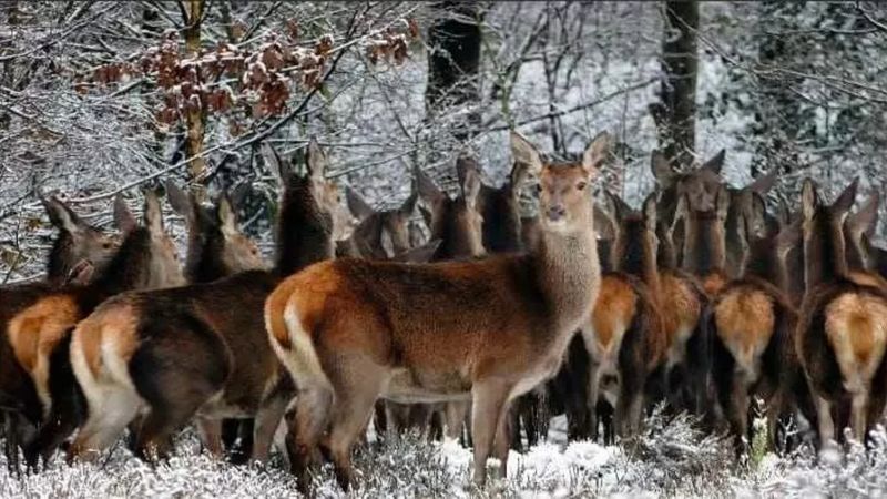 Göz yakan test! Kuşu 10 saniyede bulanlar dahi sayılıyor! (Optik illüzyon testleri)